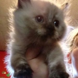 Meet your Posher, Todd